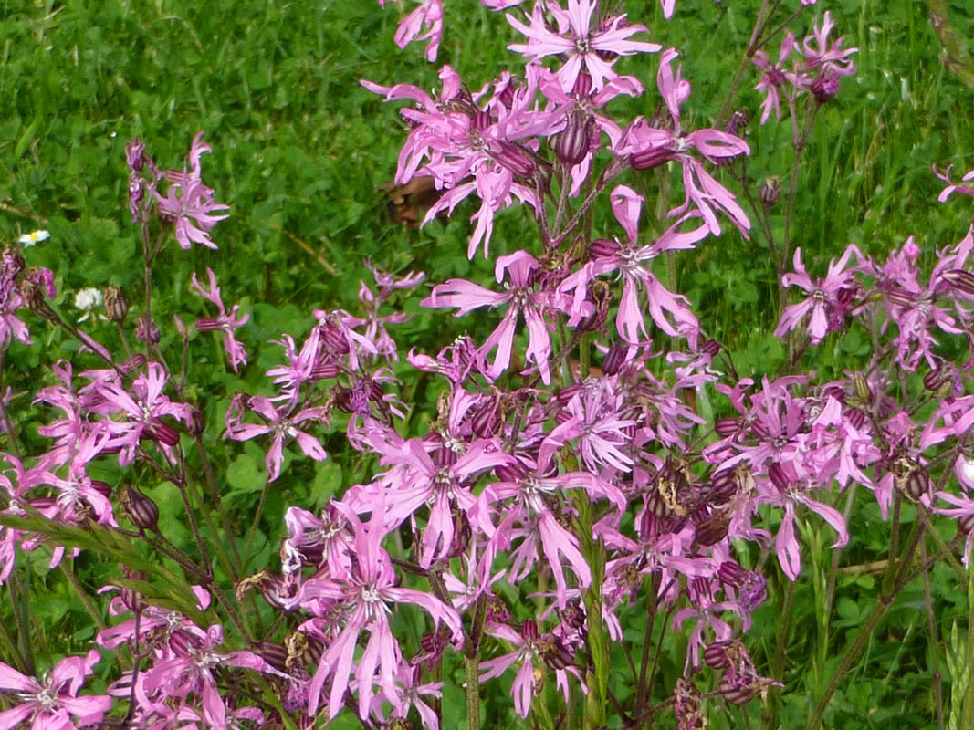 Lychnis flos-cuculi photo